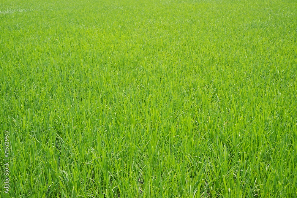 Green rice field in the countryside