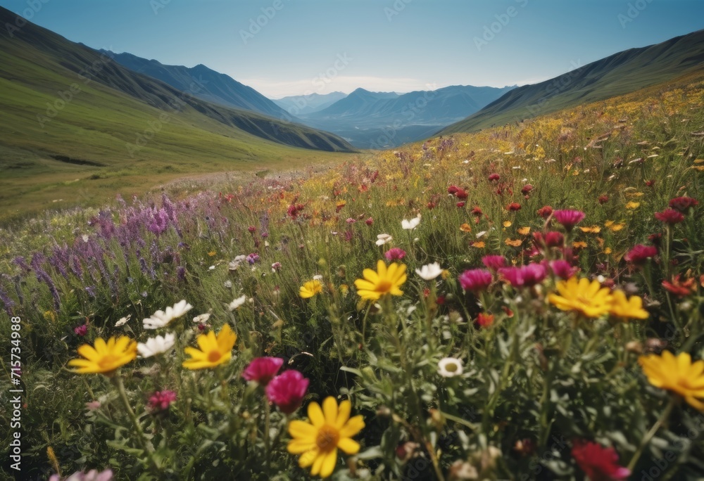 A field of colorful wildflowers A field of colorful wildflowers