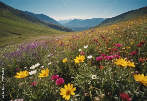 A field of colorful wildflowers