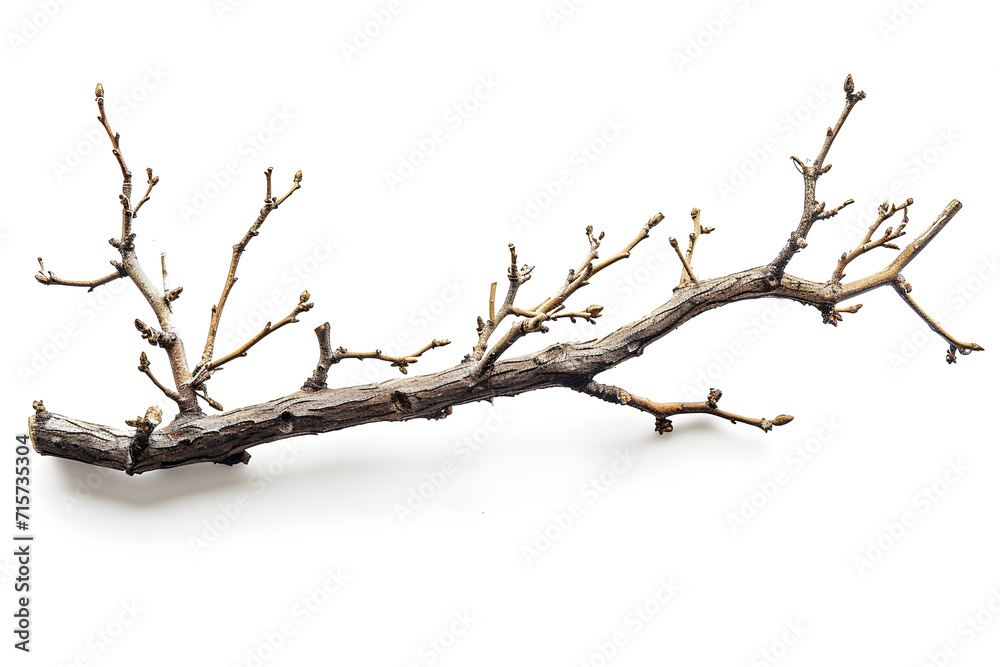Dry and broken tree branches isolated on a white background. Dry and broken tree branches isolated on a white background.