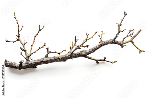 Dry and broken tree branches isolated on a white background.