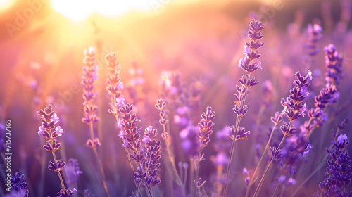 Wide field of lavender in summer sunset, panorama blur background. Autumn or summer lavender background. Shallow depth of field. --ar 16:9 --v 6 Job ID: c9e7e680-9313-4eae-bc8d-e3bd5bdcfd7e photo