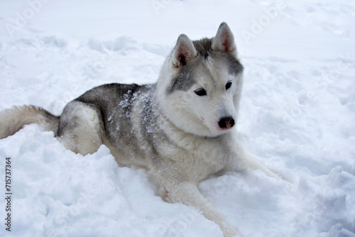 The dog is lying alone in the snow. Close-up portrait. Husky Breed © Zhanna