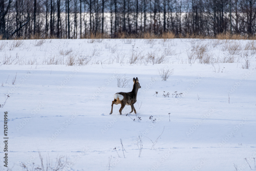 Winter Sprint: Graceful Deer in the Open Field. Snowy Meadow Dash: Majestic Doe in Natural Splendor. Arctic Grace: A Winter Scene with a Running Deer.
