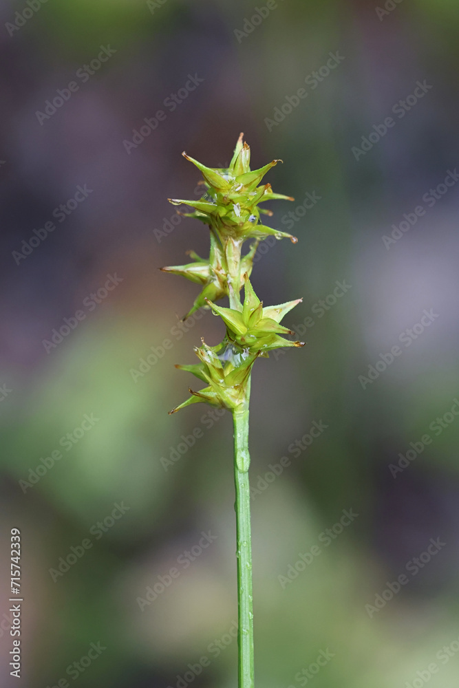 Star sedge, Carex echinata, also known as or little prickly sedge, wild plant from Finland Star sedge, Carex echinata, also known as or little prickly sedge, wild plant from Finland