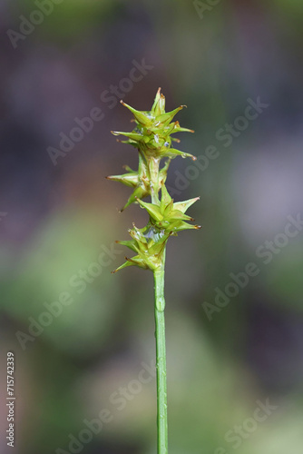 Star sedge, Carex echinata, also known as or little prickly sedge, wild plant from Finland