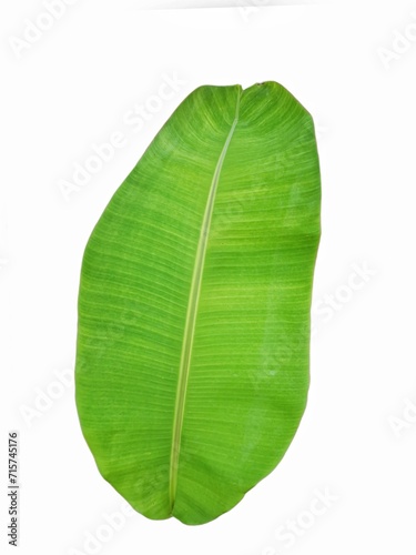 green leaf isolated on white