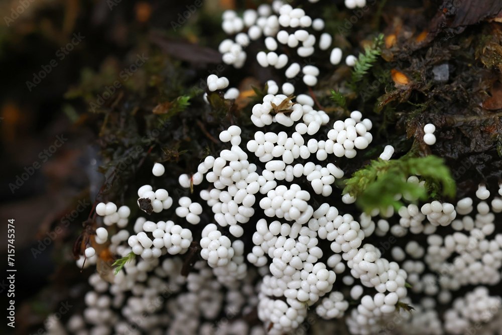 Trichia varia, a slime mold from Finland, no common English name Trichia varia, a slime mold from Finland, no common English name