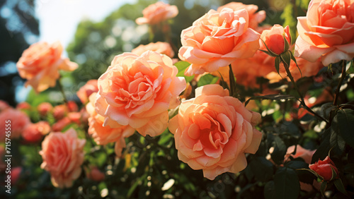 Bush of peach color roses in full bloom on a sunny day. Beauty of nature concept