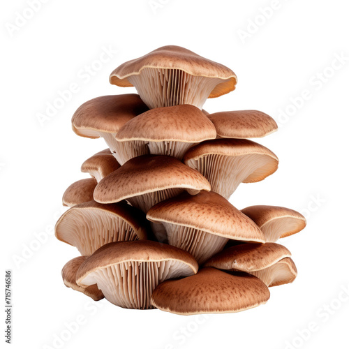Brown beech mushrooms. Isolated on transparent background.