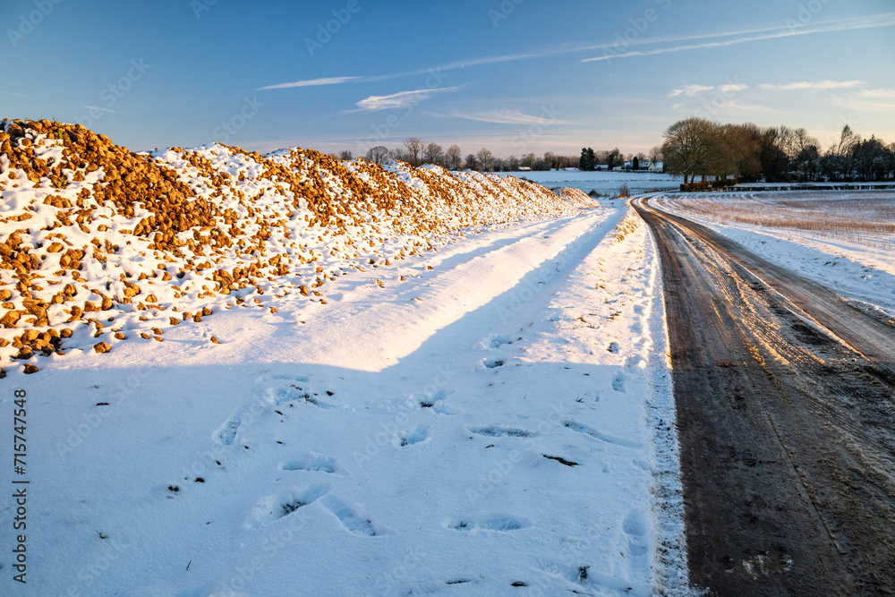 Silo de betterave entreposé au bord d'une route en attente d'enlèvement,  en hiver avec de la neige en raison de  condtions climatiques ayant  entrainé un retard lors de l'arrachage des betteraves