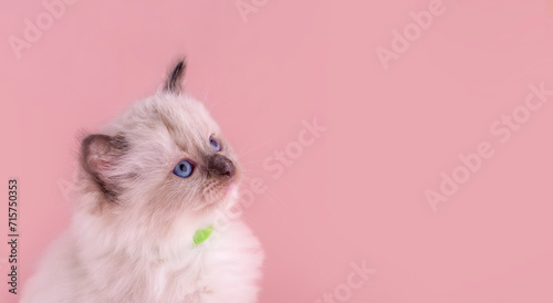portrait of little ragdoll kitten with blue eyes in green collar sitting on a pink background. Space for text. Photo for card and calendar