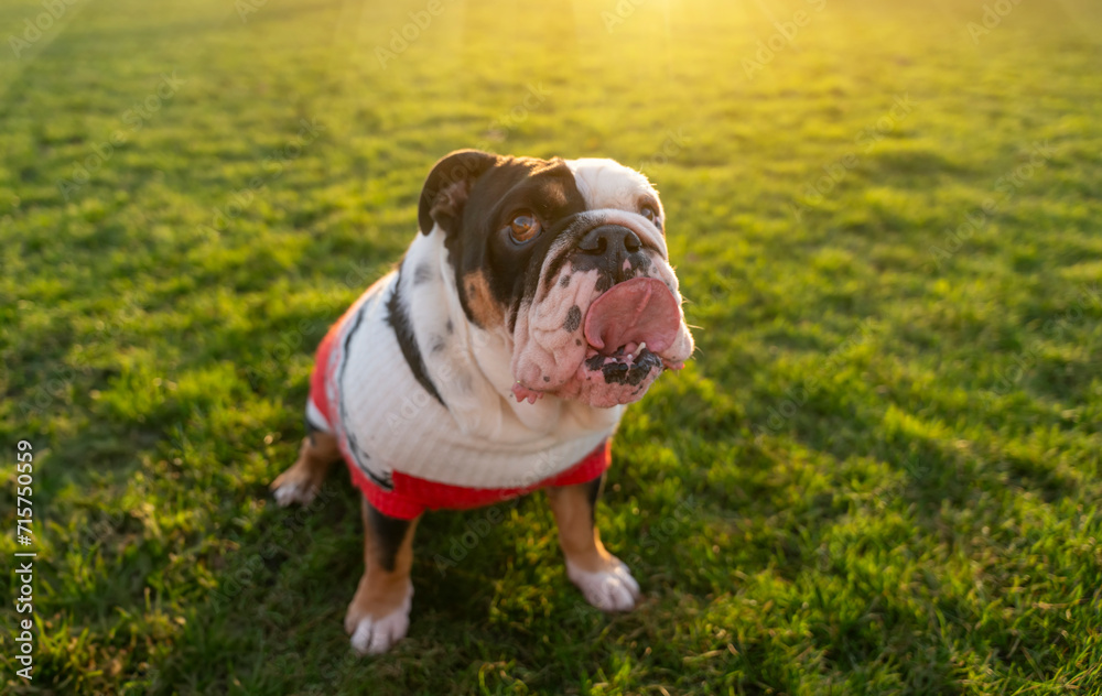 Black tri-color funny sad English British Bulldog Dog out for a walk looking up sitting in the grass in forest on Autumn sunny day at sunset Black tri-color funny sad English British Bulldog Dog out for a walk looking up sitting in the grass in forest on Autumn sunny day at sunset