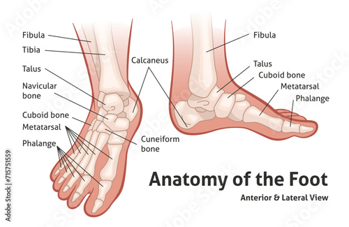 Human foot bones. Feet anatomy, medical poster, front and side view, foot skeleton, parts names, toes, sole and heel, cartoon flat isolated orthopedic tidy vector infographics poster