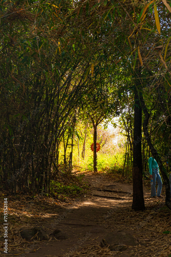 The sunlight shines on the far away sides of the bamboo trees as they stand side by side. The sunlight shines on the far away sides of the bamboo trees as they stand side by side.