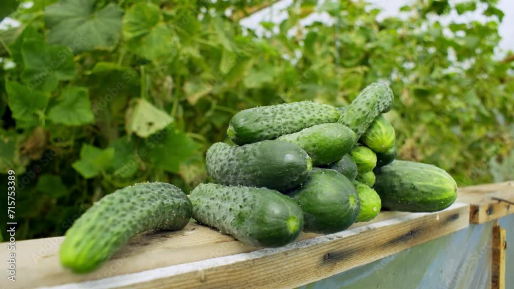 Freshly picked fragrant cucumbers lie on the window of the greenhouse. Behind them is a view of a vegetable plantation. High quality 4k footage