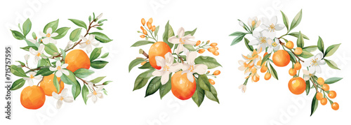 Fleur d'orange branches with oranges and flowers. Watercolor floral elements, decorative fruits and blossom. Trendy prints, vector templates set photo