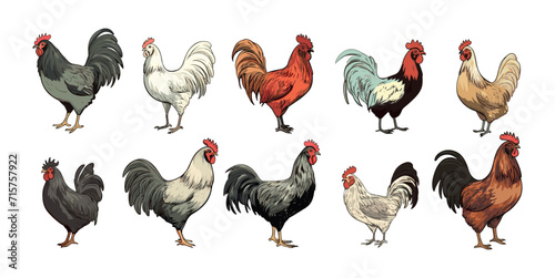 Hens and roosters isolated on white. Farm birds cartoon sketch clipart. Decorative home bird, rooster, hen vector characters