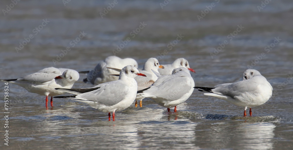Fototapeta premium Common Black-headed Gull in sea, Larus ridibundus, birds of Montenegro