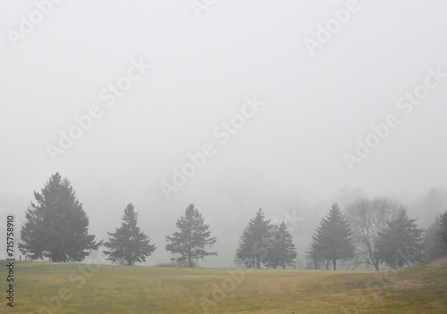 Bare trees in fog along the water