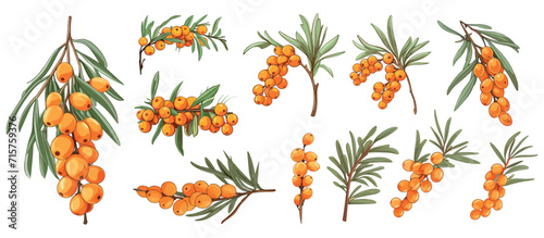Sea buckthorn cartoon sketch style. Berries on branches isolated on white background. Blooming garden branch, vector berry collection