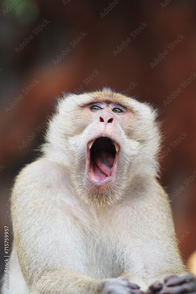 Opening mouth monkey look at camera, short hair brown, Grand Bassin, baboon, Rhesus macaque, Gibraltar, Thailand, animal, zoo, safari, pet, nature 