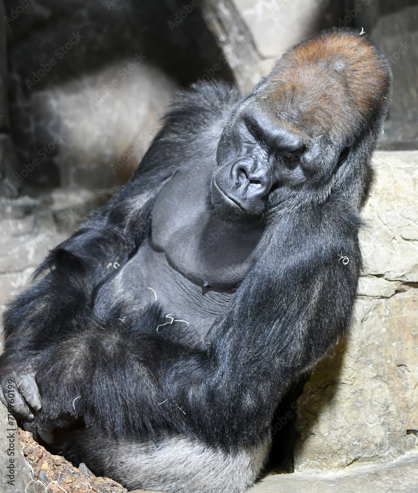 Large gorilla sitting in the Zoo