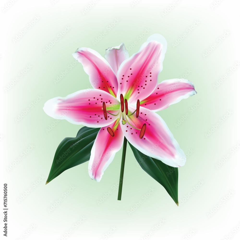 Pink lily flower isolated on white background. Realistic vector illustration Pink lily flower isolated on white background. Realistic vector illustration