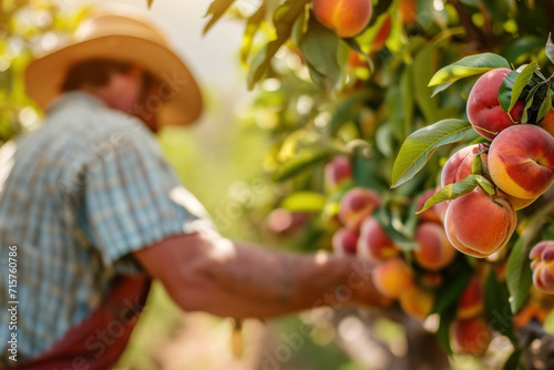 Farmer harvesting fresh organic red peaches in the garden on a sunny day. Freshly picked fruits. close-up