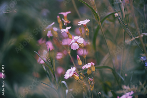 Wool floater hovers with his long trunk over a pink cow carnation. Woolly little bee hovers in the emerald green meadow