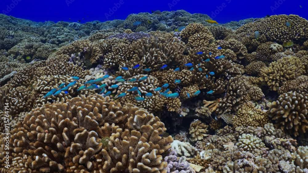 Incredible underwater life have been filmed in the French Polynesia (Tahiti), at the South pass in the atoll of Fakarava, Shoal of fish over the reef Incredible underwater life have been filmed in the French Polynesia (Tahiti), at the South pass in the atoll of Fakarava, Shoal of fish over the reef