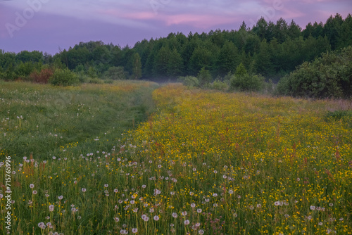 field of flowers © Александр Арендарь
