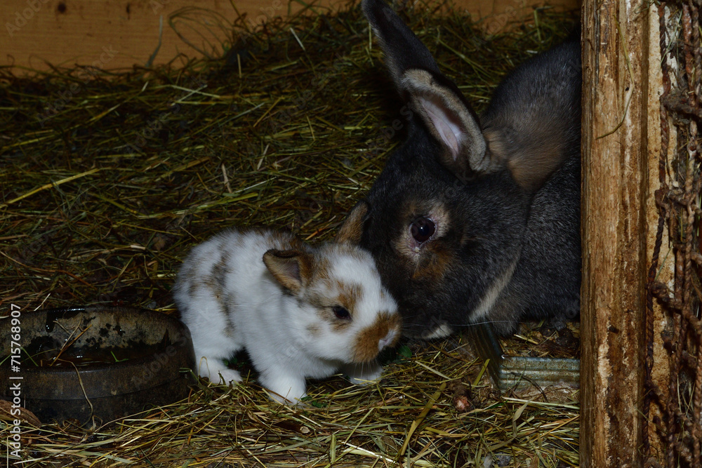 Domestic rabbit mother with small bunny eating grass in the nest