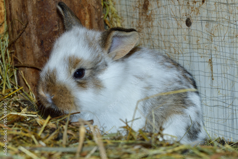 Small domestic rabbits eating grass in the nest