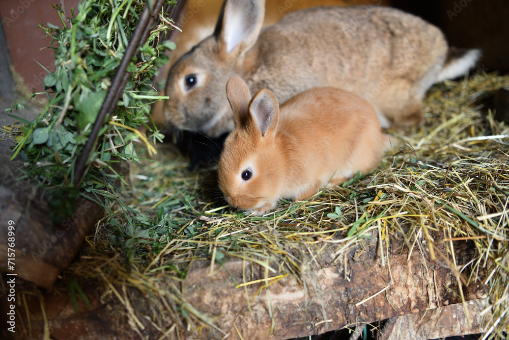 Domestic rabbit mother with small bunny eating grass in the nest