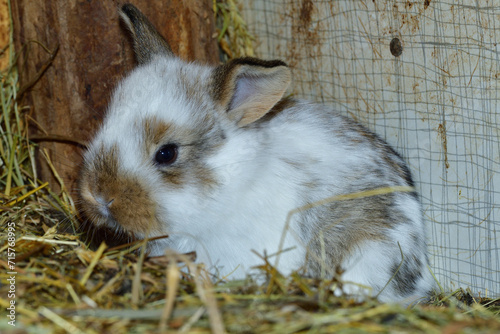 Obraz na płótnie Small domestic rabbits eating grass in the nest w salonie