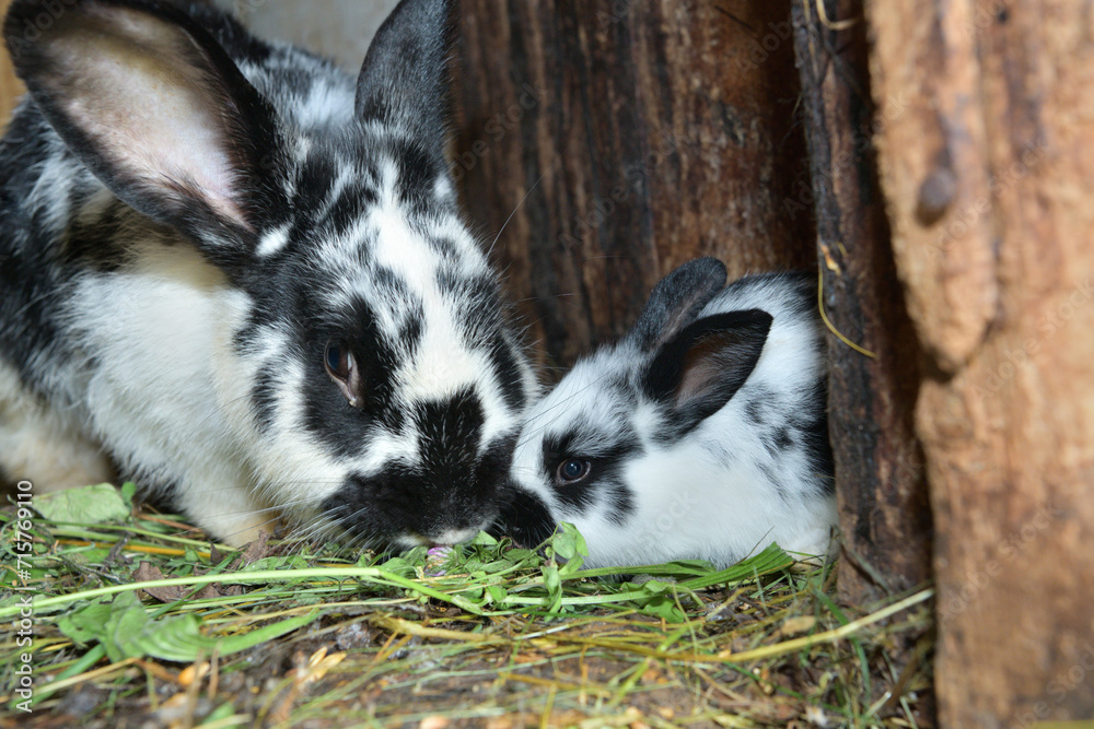 Animal love mother with smalll rabbits in the lair with hay
