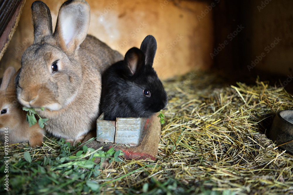Animal love mother with smalll rabbits in the lair with hay