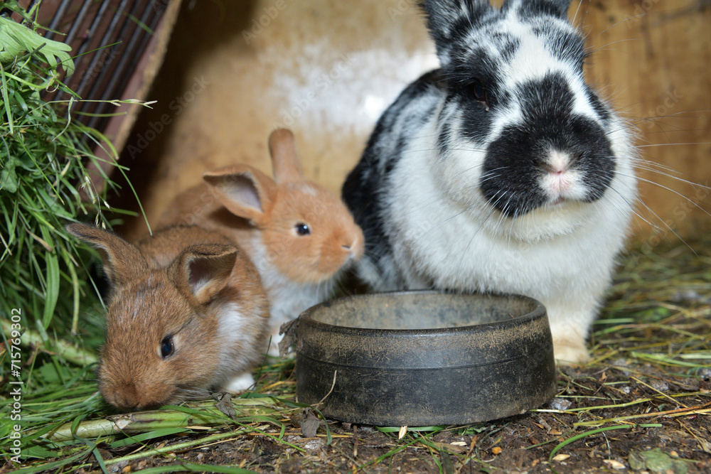 Domestic rabbit mother with small bunny eating grass in the nest