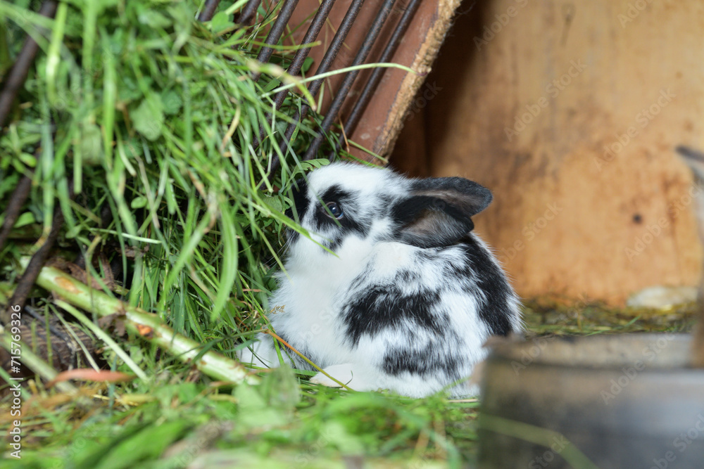 Small domestic rabbits eating grass in the nest