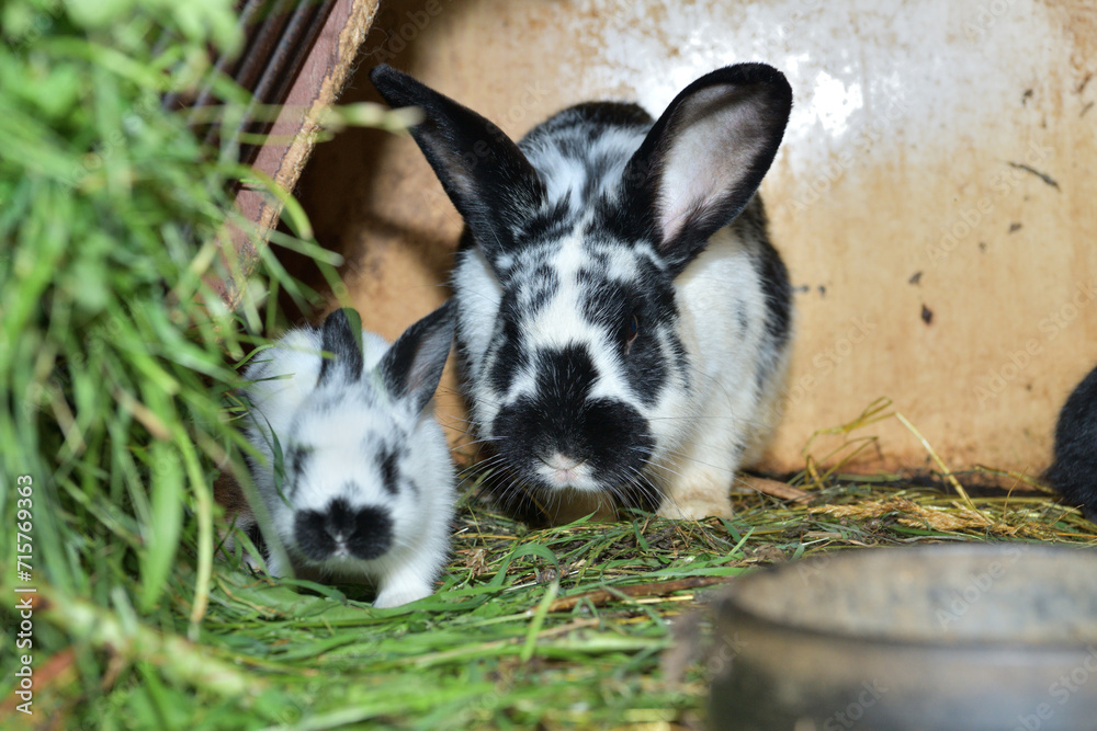 Domestic rabbit mother with small bunny eating grass in the nest