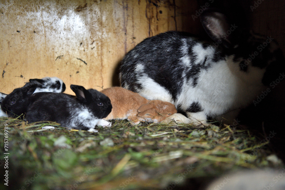 Small domestic rabbits eating grass in the nest
