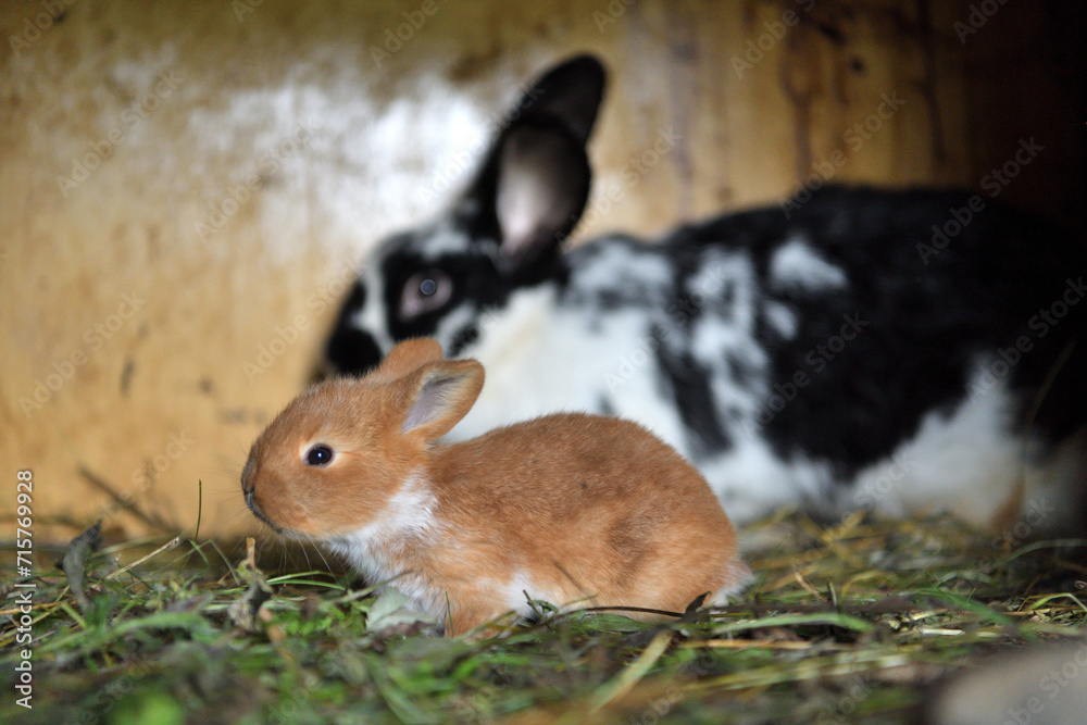 Small domestic rabbits eating grass in the nest