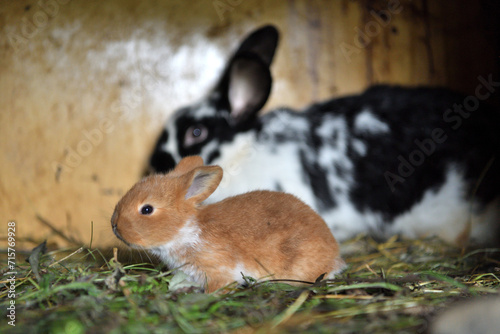 Small domestic rabbits eating grass in the nest 