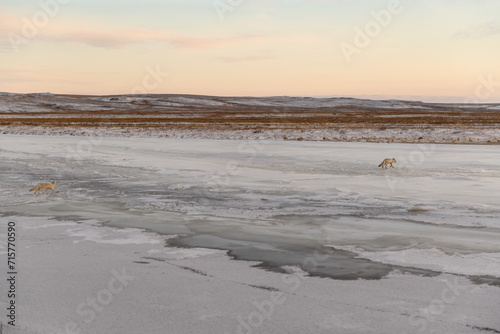 Two arctic foxes  Vulpes Lagopus  in wilde tundra. Arctic fox on the beach.