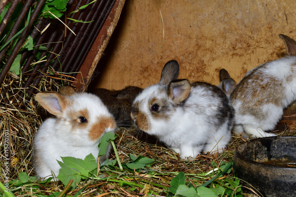 Small domestic rabbits eating grass in the nest
