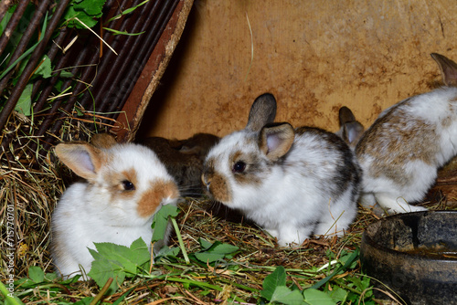 Obraz na płótnie Small domestic rabbits eating grass in the nest w salonie