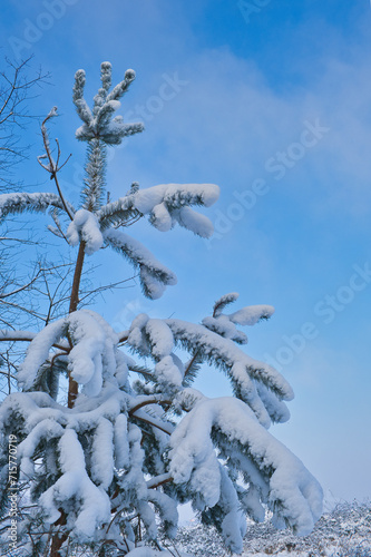 snow-covered trees in winter  wintry impressions