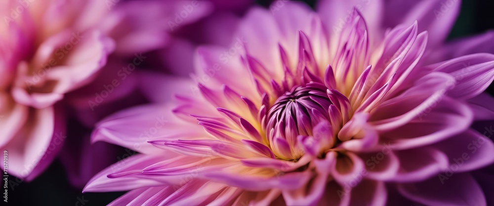 purple dahlia petals macro, floral abstract background. Close up of flower dahlia for background purple dahlia petals macro, floral abstract background. Close up of flower dahlia for background