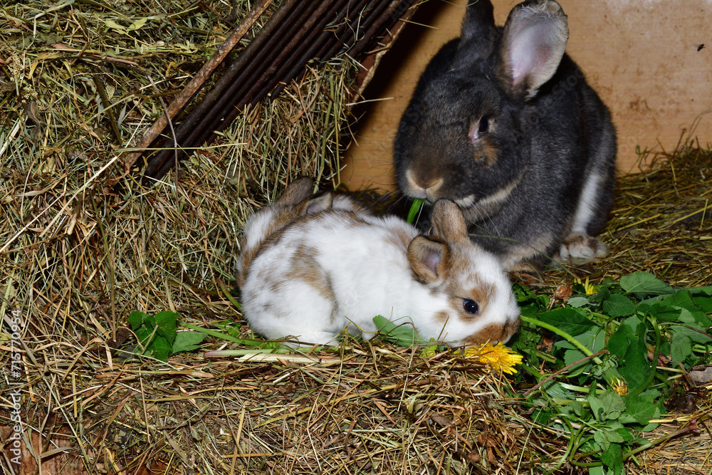Domestic rabbit mother with small bunny eating grass in the nest